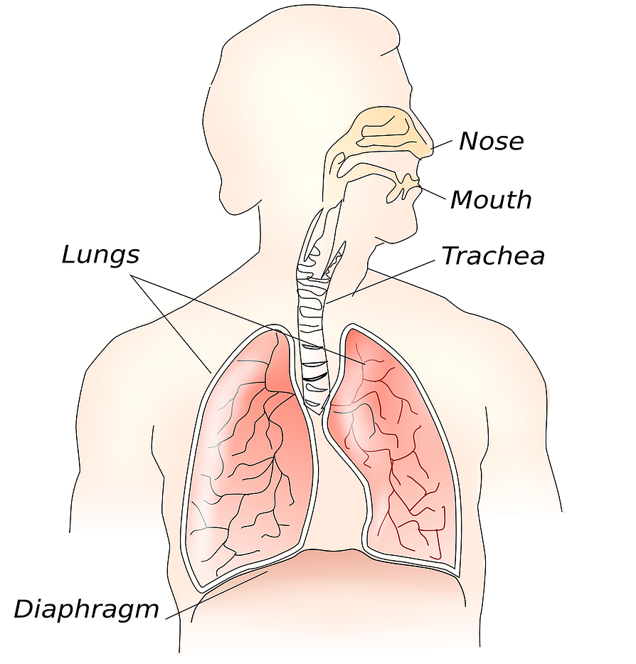 Thở Đúng Để Phổi Khỏe: Hướng Dẫn Khoa Học Cho Người Thành Phố