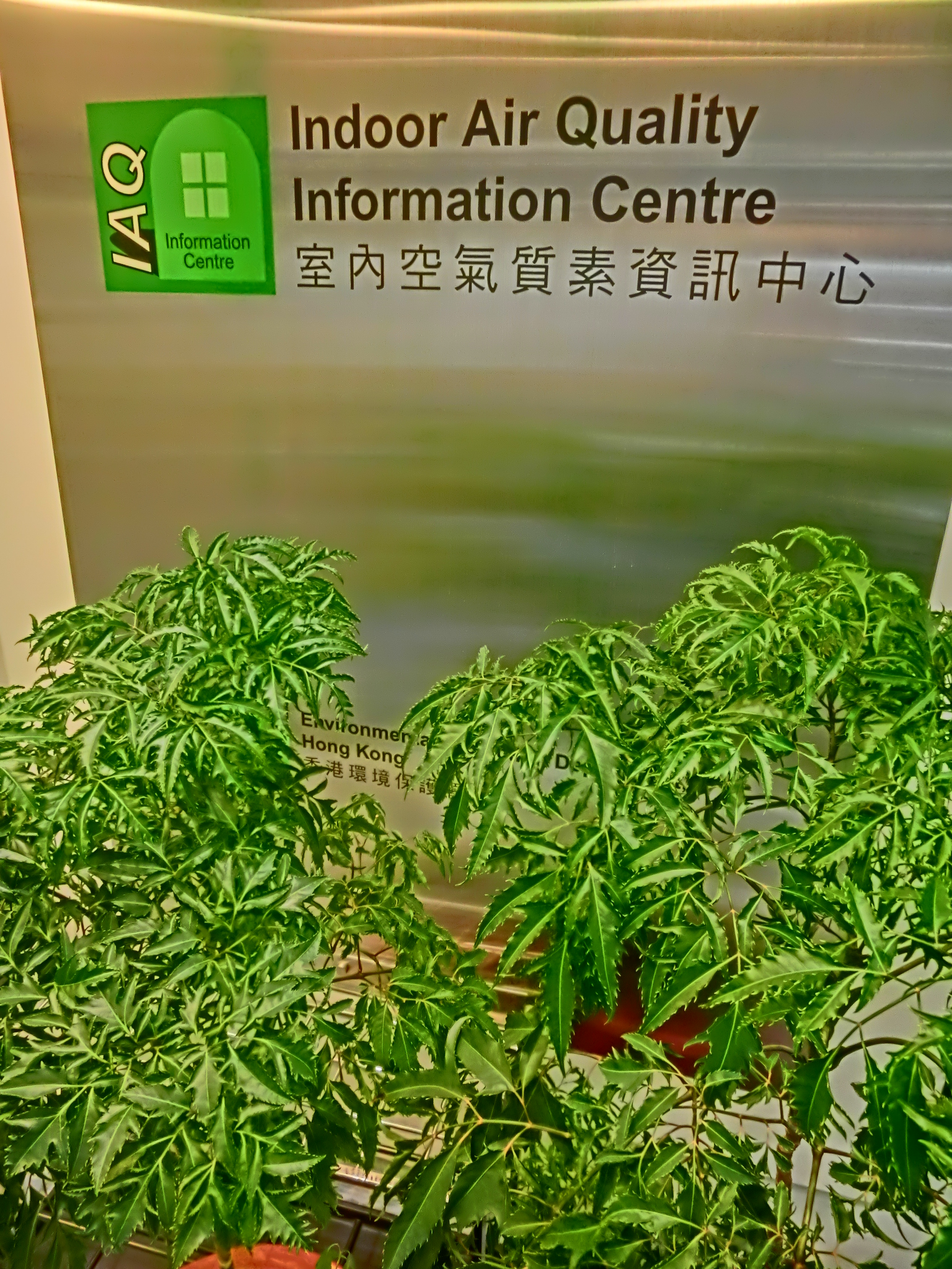 Cây xanh lọc không khí trong nhà