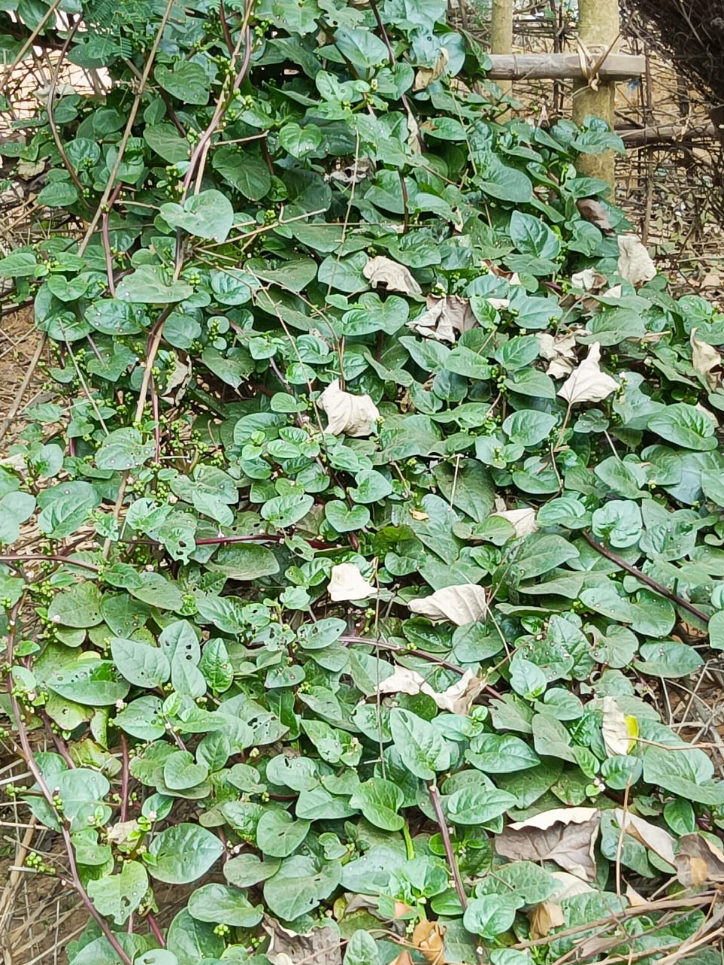 Các loại rau lá xanh giàu dinh dưỡng